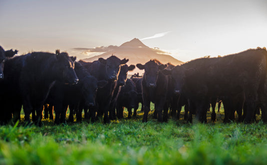 Savour the flavour of 100% grass-fed Green Meadows Beef