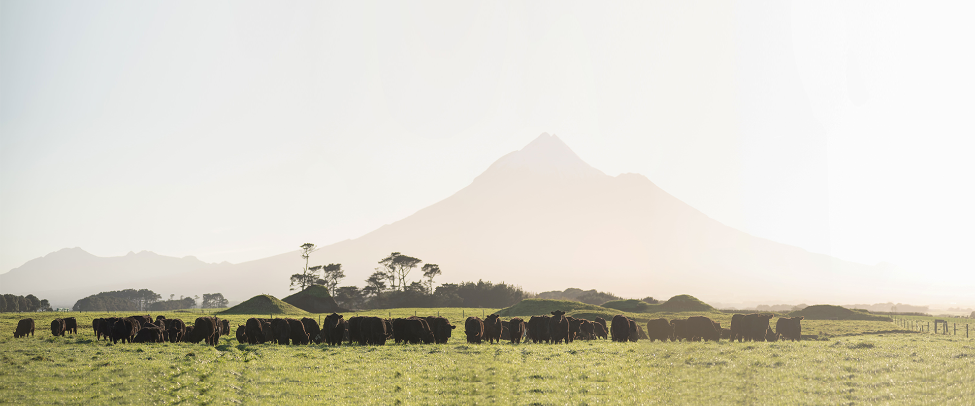 Mount Taranaki with Angus Steers in front in paddock