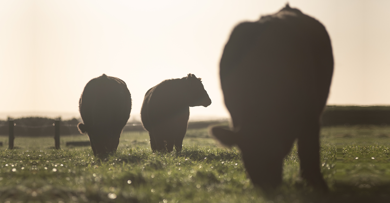 Angus Steer grazing in paddock